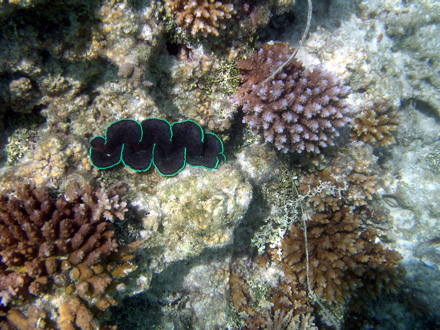 Bénitier, Pahua Bénitier, Pahua