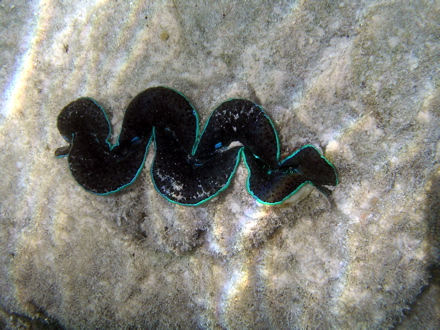 Bénitier Bénitier