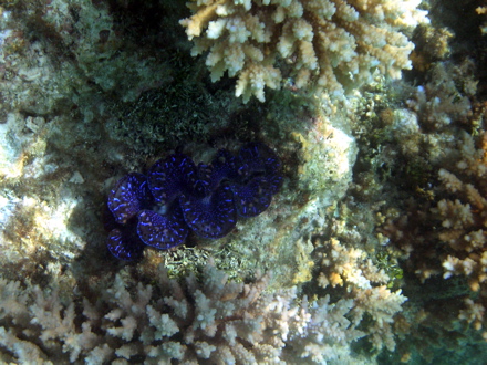 Coraux, Bénitier Coraux, Bénitier