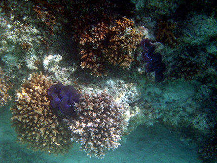Coraux et Bénitiers Coraux et Bénitiers