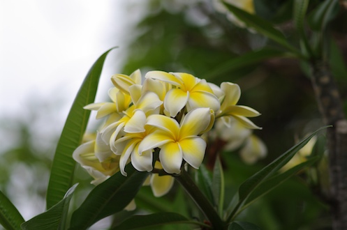 fleurs du Frangipanier