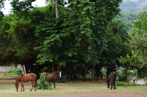 chevaux