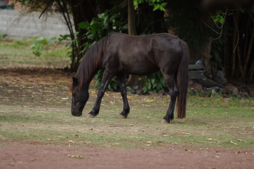 cheval