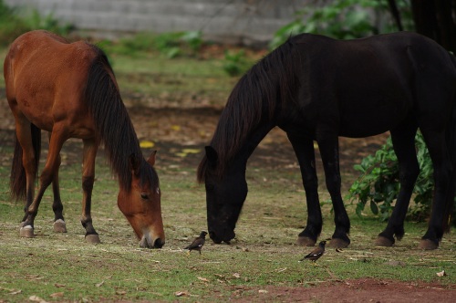 chevaux