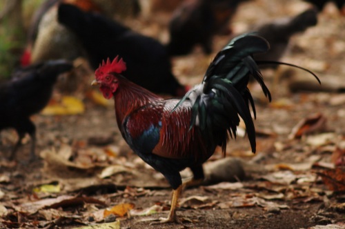 coq