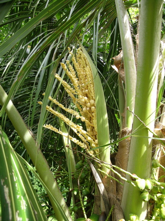 fleurs de cocotier