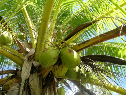 noix de coco