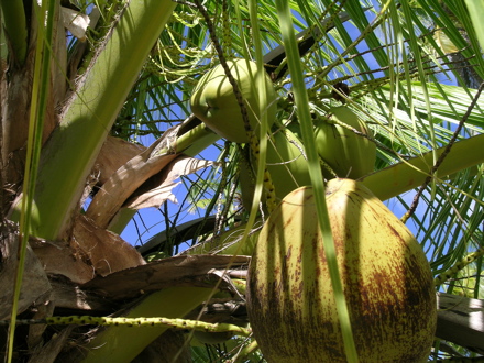noix de coco