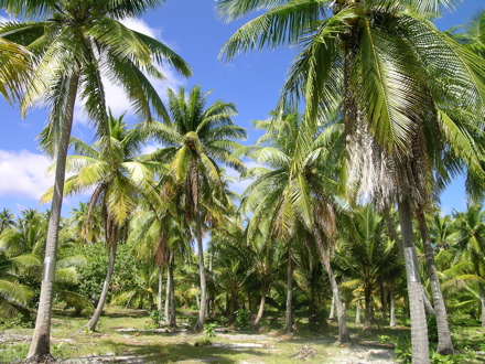 cocoteraie dans les Tuamotu, avr 2009 cocoteraie dans les Tuamotu