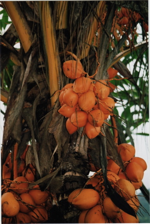 noix de coco Nain Rouge de Tahiti noix de coco Nain Rouge de Tahiti