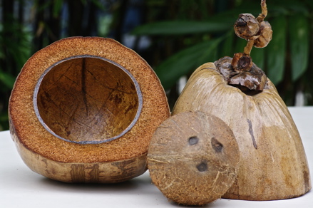 noix de coco ... noix de coco ...