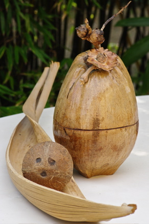 noix de coco ... noix de coco ...