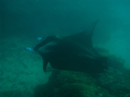 manta