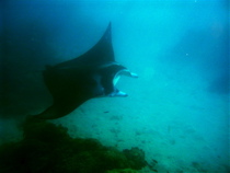 manta