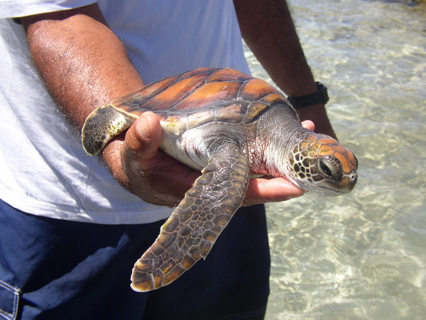tortue