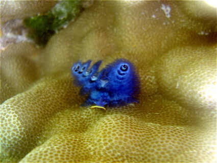 spiro