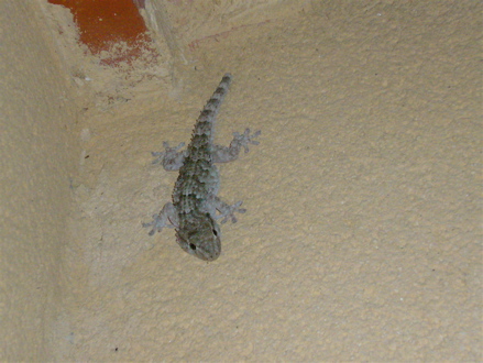 gecko