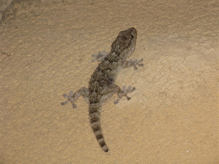 gecko