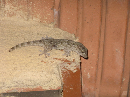 gecko sortant de son habitat gecko sortant de son habitat