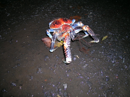 Kaveu ou crabe de cocotier