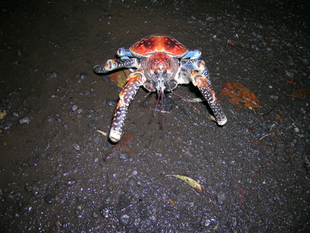 Kaveu