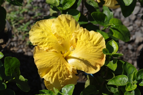 fleur d'Hibiscus