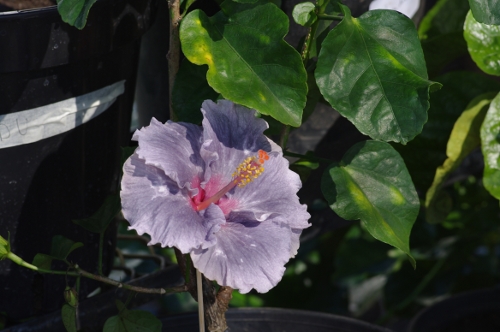fleur d'Hibiscus