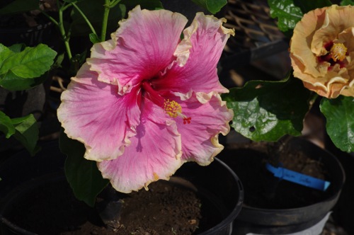 fleur d'Hibiscus