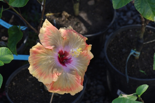 fleur d'Hibiscus