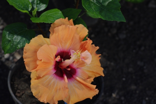 fleur d'Hibiscus