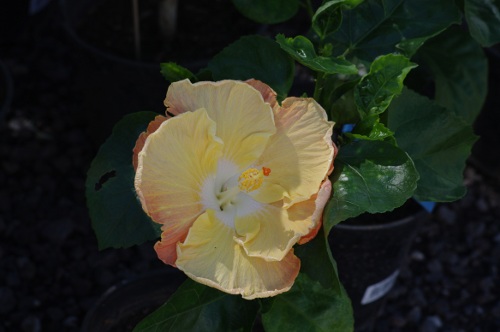 fleur d'Hibiscus
