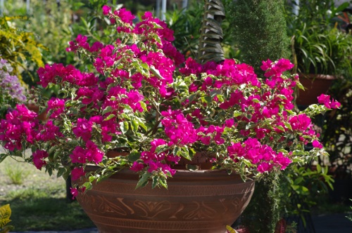 bougainvillier