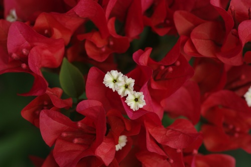 fleurs du Bougainvillier