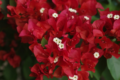 fleurs du Bougainvillier