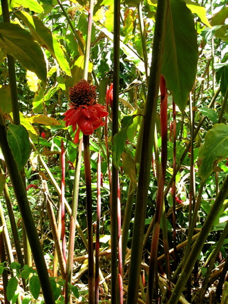 fruit