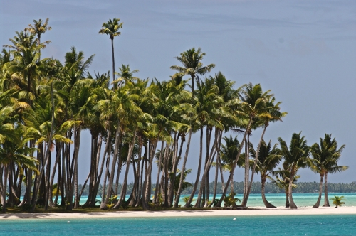 cocotiers du motu Tane