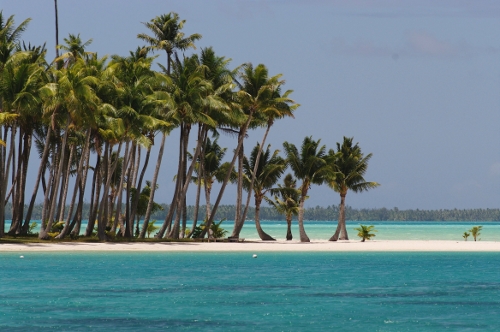 cocotiers du motu Tane