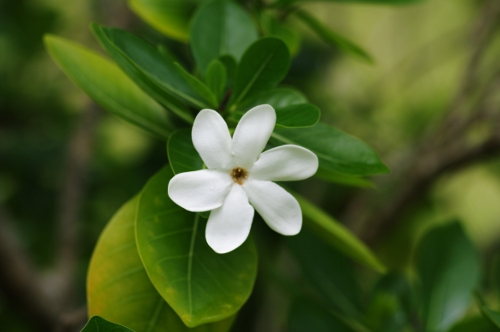 fleur de Tiare