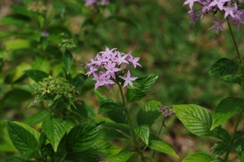 Pentas, maladrière, fleur à diable