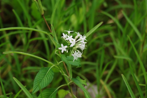 Pentas, maladrière, fleur à diable