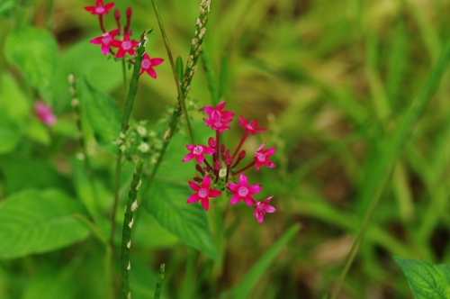 Pentas, maladrière, fleur à diable