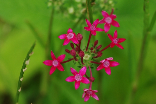 Pentas, maladrière, fleur à diable