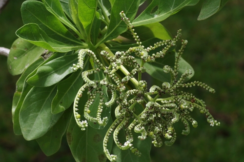fleurs et petits fruits