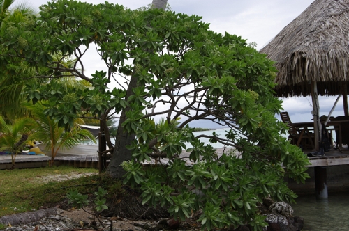 Tahinu, Tournefortia
