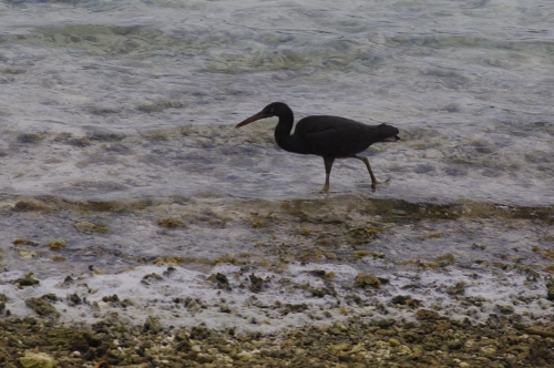 Aigrette sacrée