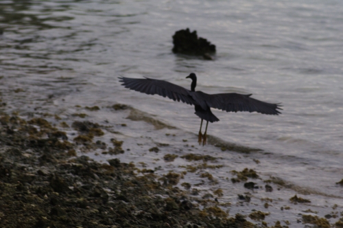 Aigrette sacrée