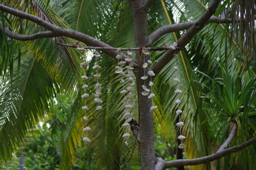 mobile local dans le pandanus