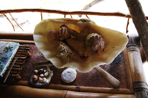 coquillages ...