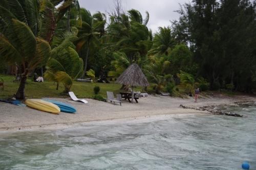 cocotiers et aito