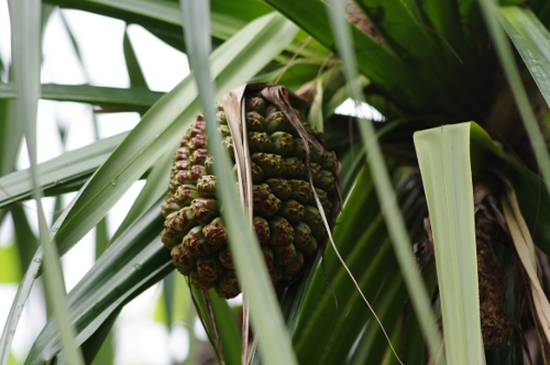 fruit du pandanus